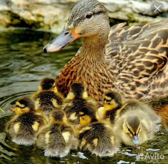 Утки кряква, дикие