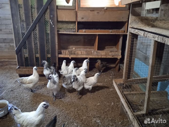 Лакеданзи серебро цыплята