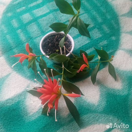 Эсхинантус