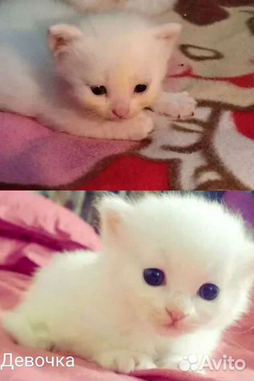 Турецкий Ван