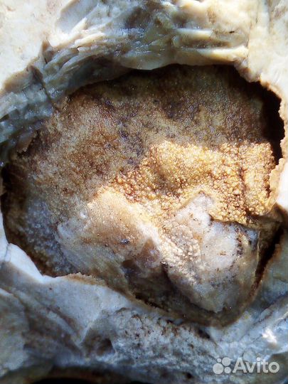 Древняя окаменелость