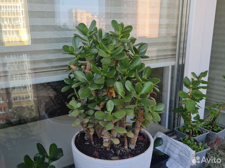 Денежное дерево толстянка