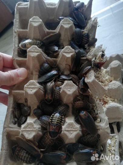 Аргентинский таракан