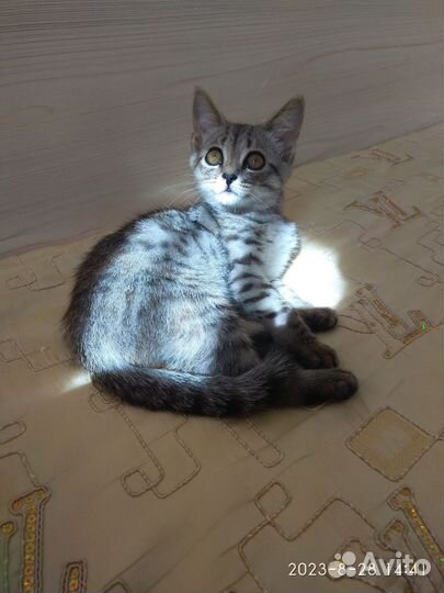 Британские котята