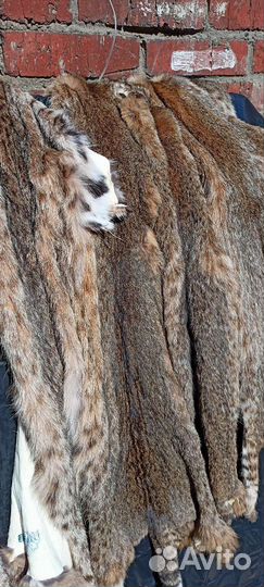 Рысевидная кошка шкура