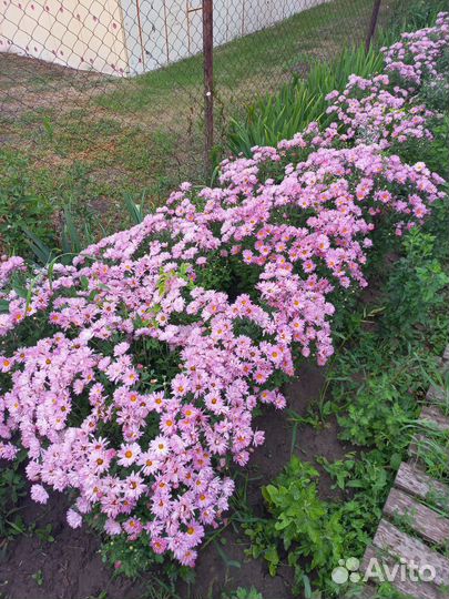 Хризантема огромным кустом