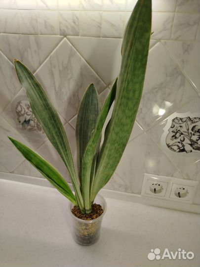 Сансевьерия металика