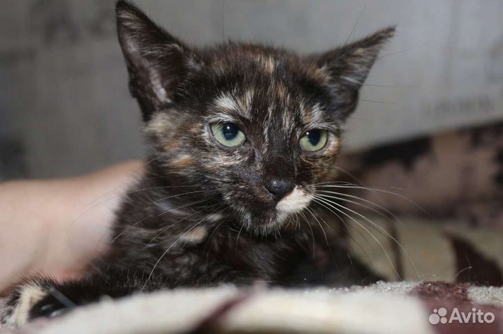 Котёнок бесплатно в добрые руки