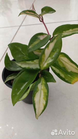 Хойя карноза триколор