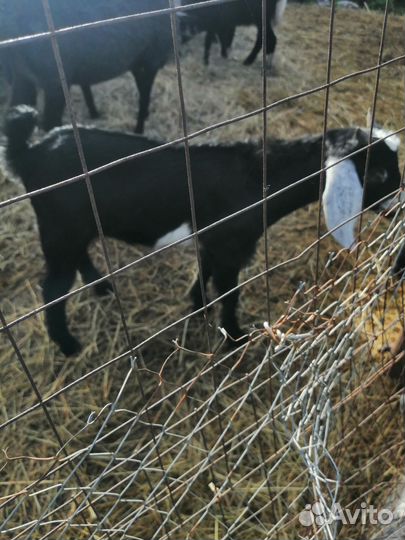 Овцы, ягнята, нубийские козы