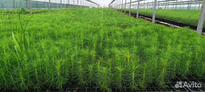 Сеянцы сосны зкс обыкновенной оптом