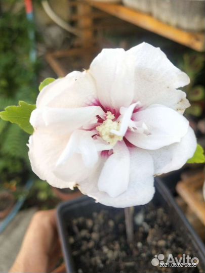 Гибискус Чайна шифон