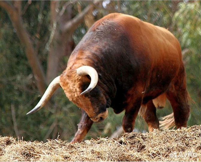 Скупаем мясо