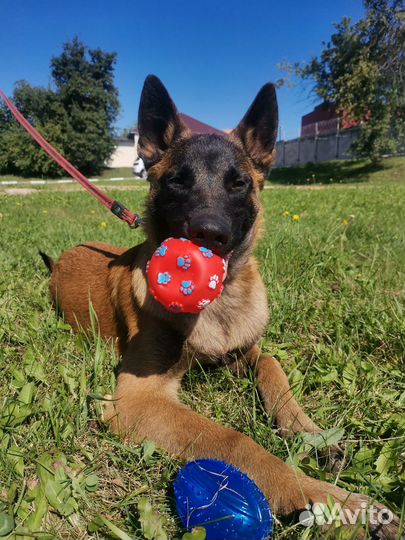 Щенки бельгийской овчарки (малинуа)