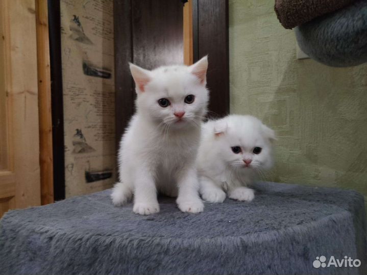 Продам шотландских котят