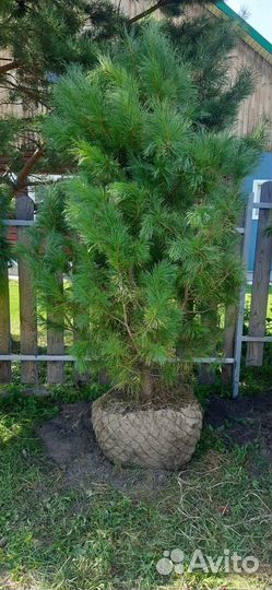 Саженцы кедра