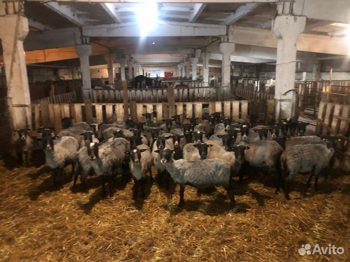 Стрижка овец