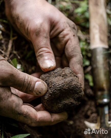 Трюфель Гриб - Tuber Aestivum