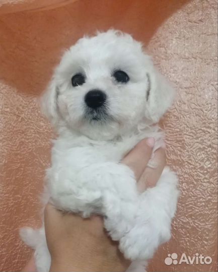 Щенки бишон фризе
