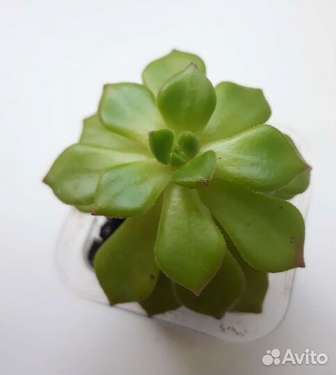 Суккуленты 2