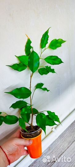 Фикусы сортовые