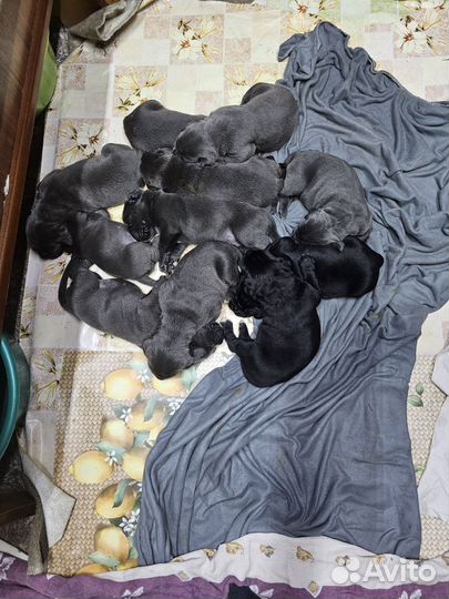 Щенки кане корсо