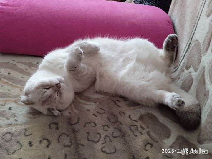 Шотландский кот вязка