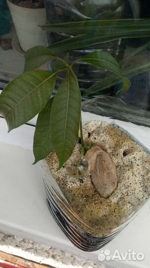 Манговое дерево