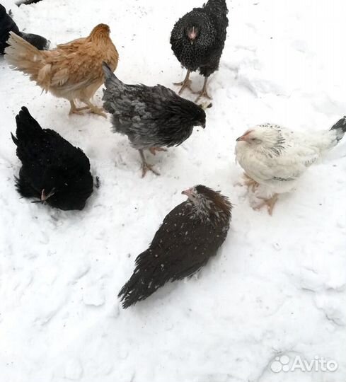 Курочки несушки мясояичные