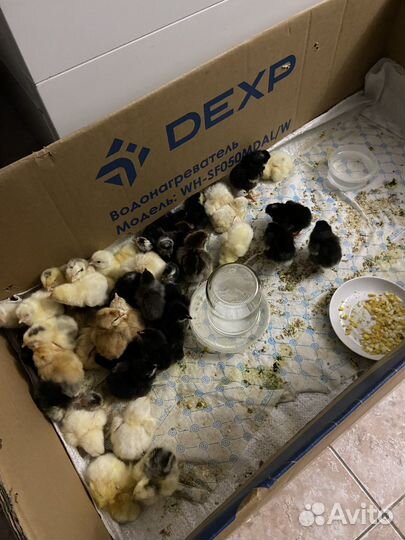 Цыплята суточные