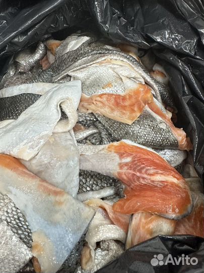 Отход рыб лососевых