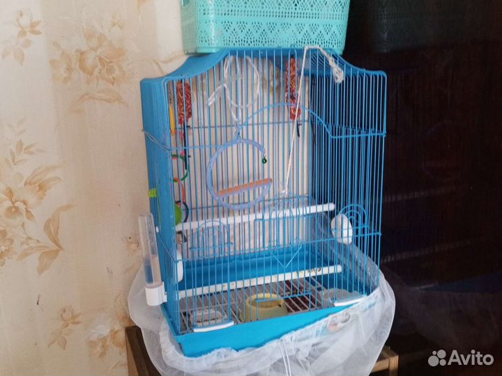 Продам попугая Карелла