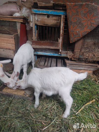 Козы козлята