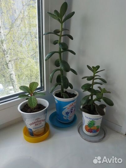 Денежное дерево, толстянка и молочай