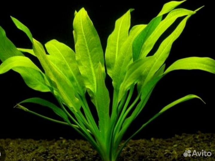Аквариумные растения