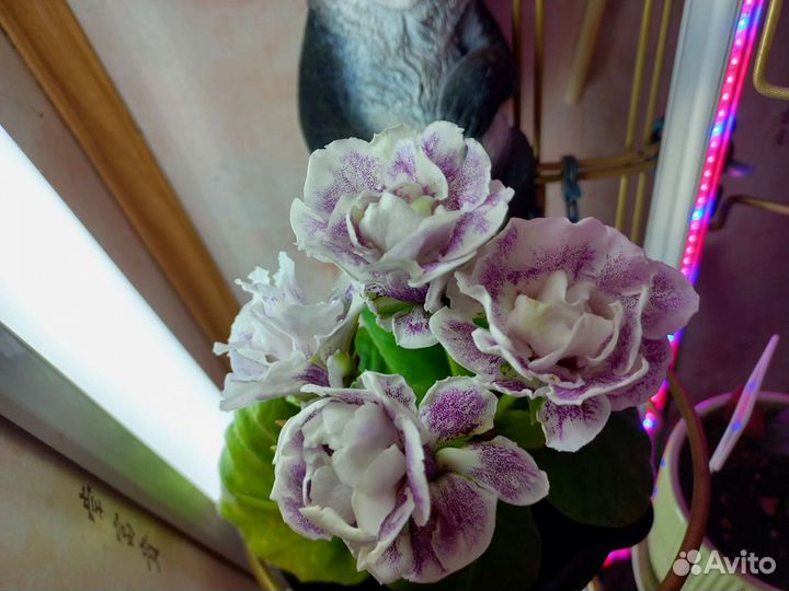 Молодые детки глоксинии