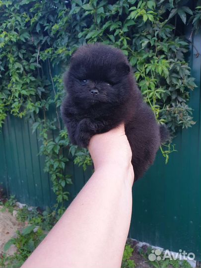 Померанский шпиц мальчик