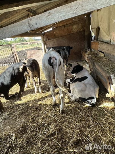 Бычки телята