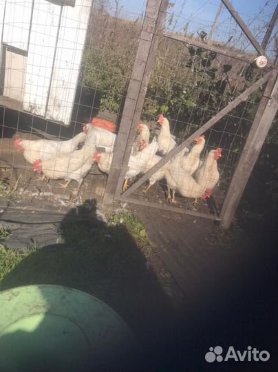 Куры несушки