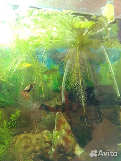 Растения для аквариума бесплатно