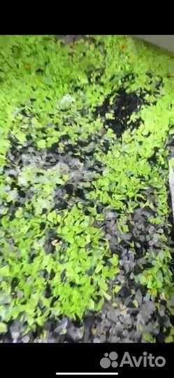 Пп дробленный, марка Н030. Микс и разделенный