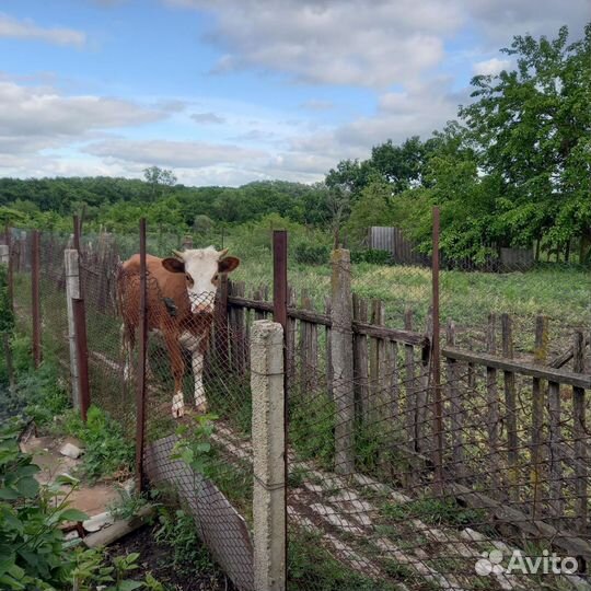 Корова дойная с теленком