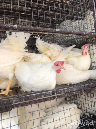 Куры разные
