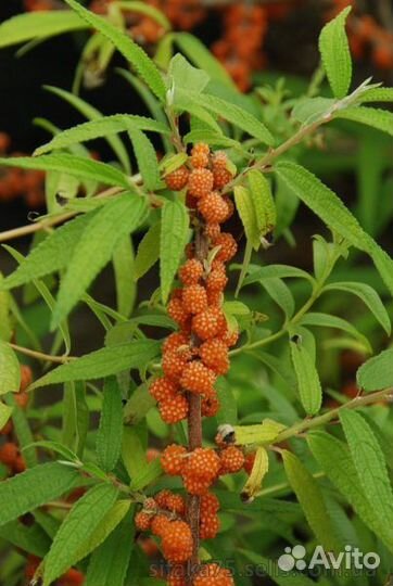 Дебрегеасия съедобная