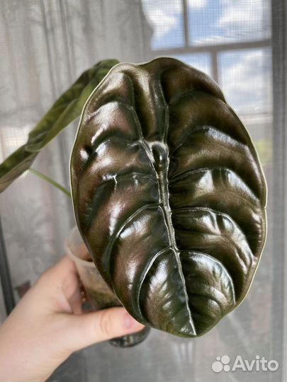 Alocasia cuprea red secret