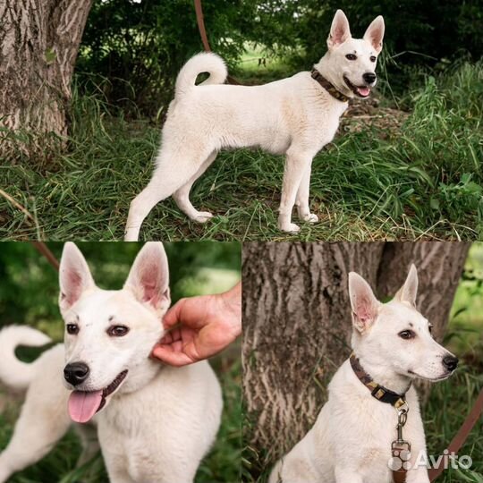 Собака в добрые руки отдам бесплатно