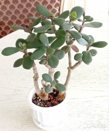 Цветы комнатные в горшках