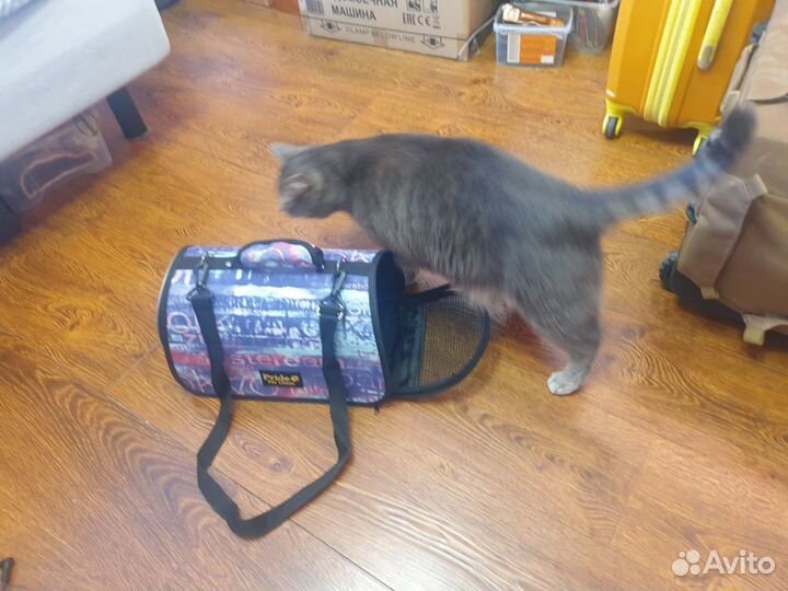 Переноска для котов