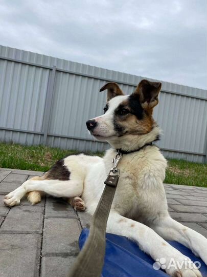 Собака в добрые руки