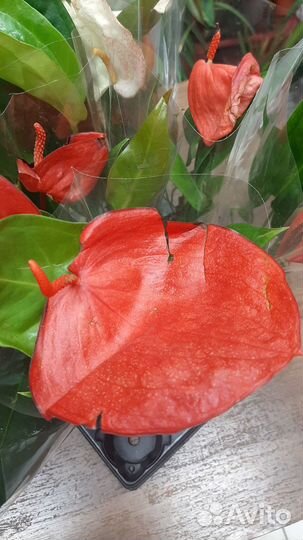 Антуриум шерцера